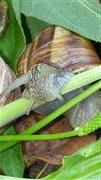 Snail In Garden