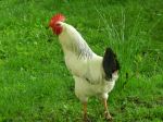 Cock