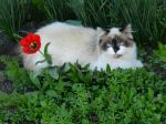 Stela's Cat