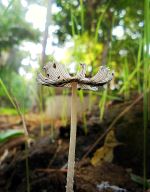 The Mashroom