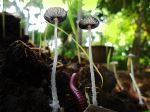 The Mashroom