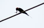 Bee Eater