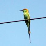 Green Bee Eater