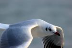 Seagull