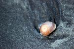 Seashell
