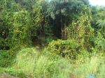 Nature Tripping