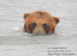 Staring Bear