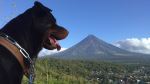 Guard Of Mount Mayon