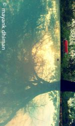 Tree Reflection On Car Roof
