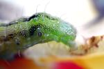 Insect
