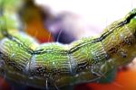 Insect