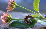 Insect
