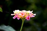 Wild Lantana