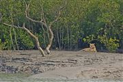 The Phantom Stalker Of Sunderban
