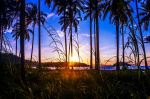 Romantic Sunset And Palm Tree Silhouette