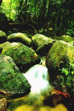 Springs On Mount Junk
