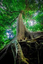The Majesty Of A Tree