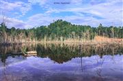 The Natural Charm Of Tayan Forest