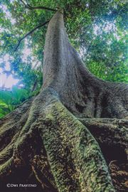 Towering Trees