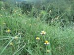 The Grasses