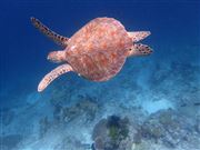 The Underwater Creature