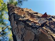 Bark