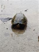 Turtle In The Rain