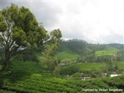 Hills And Tea