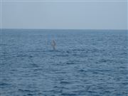 Spinner Dolphin In Action