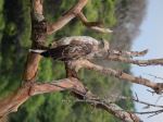 Majestic Eagle