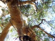 A Poem As Lovely As A Tree