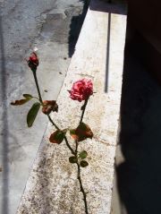 A Rose By Any Other Name