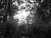Vertical Trees Horizontal Leaves Into Eternity