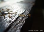 Ants