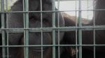 Orang Utan
