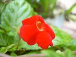 Small Red Flower