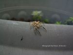 Small Spider