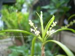 White Flower