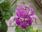Sweet Flower