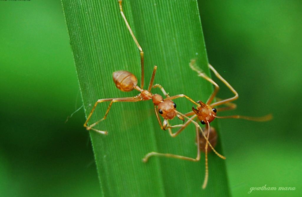 Ant Fighting