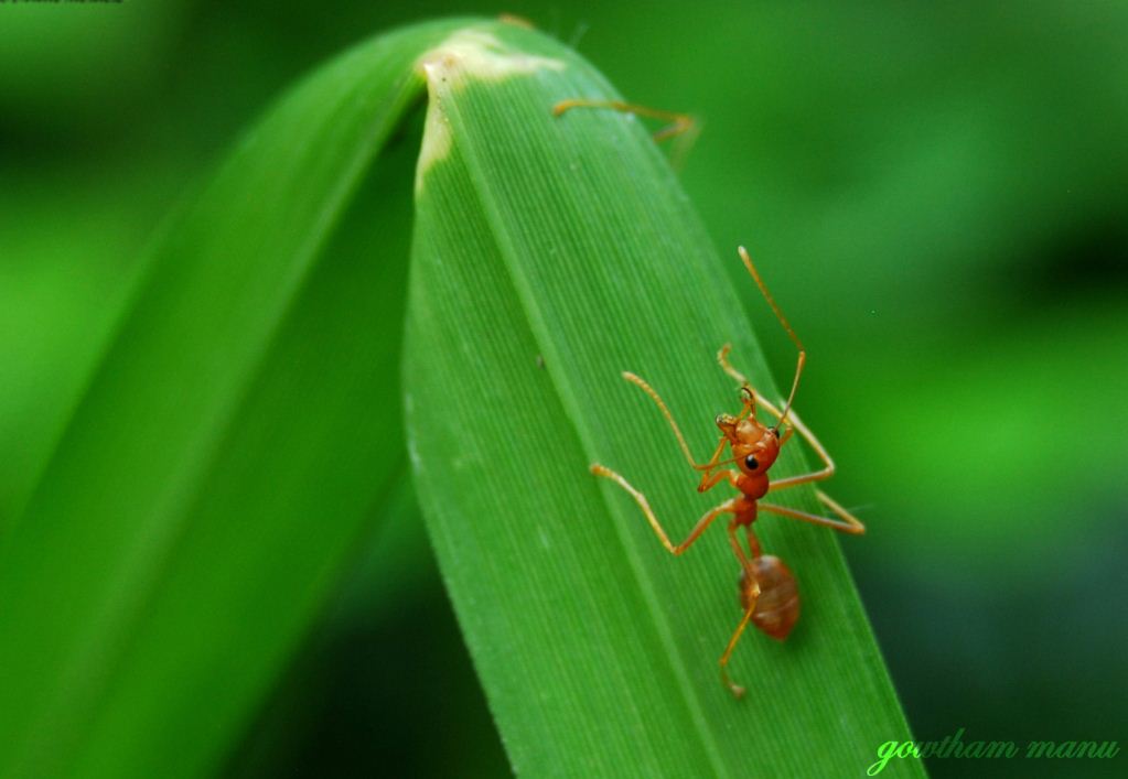 Single Ant