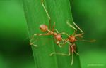 Ant Fighting