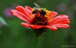 Honey Bee