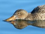 Female Shoveler
