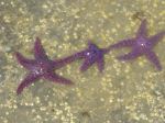 Starfish Family