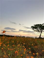 Flower Field During Sunset