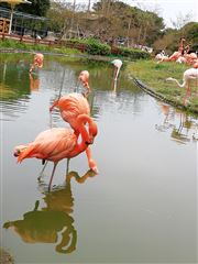Hey, Beautiful Beautiful Flamingos 