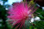 In Bloom