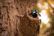 Black On Tree