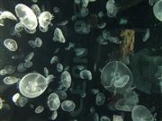 Under The Sea 